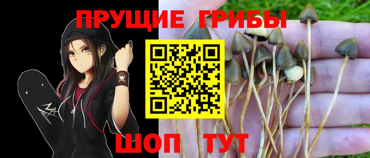 Ялуторовск  Псилоцибиновые грибы Psilocybine cubensis  Вход с VPN 